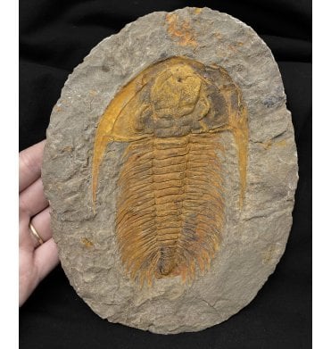 Middle Cambrian Trilobite from Morocco (SKU T0952):- Acadoparadoxides (Paradoxides) briareus