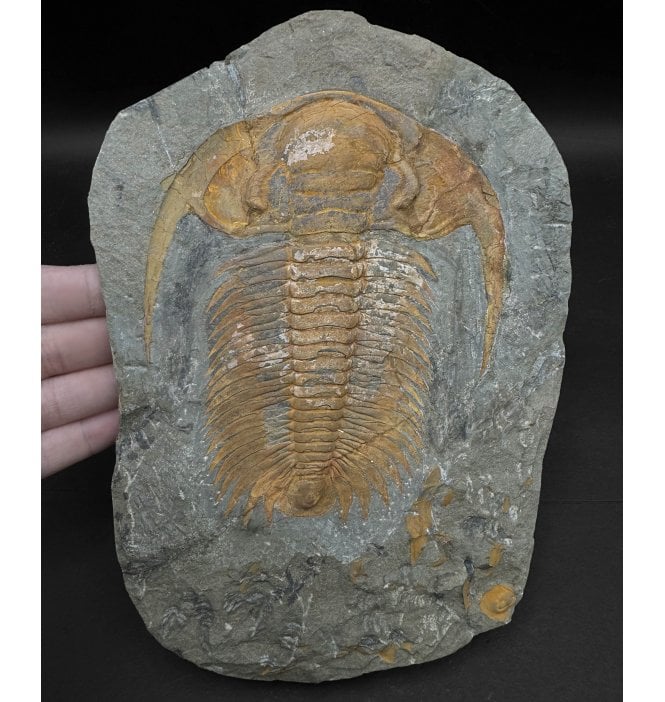 Middle Cambrian Trilobite from Morocco (SKU T1172):- Acadoparadoxides (Paradoxides) briareus