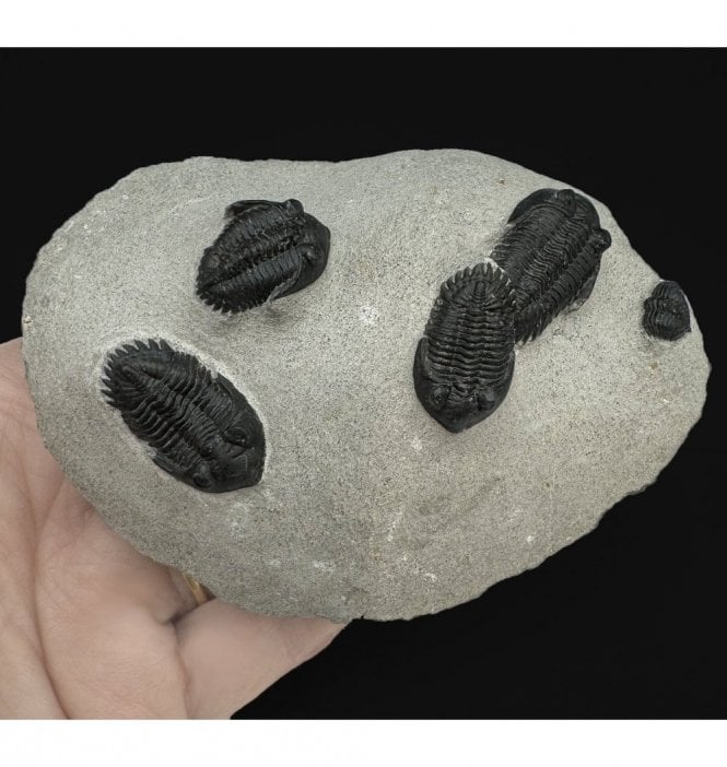 Middle Devonian Trilobite Cluster from Oufaten, Morocco (SKU T1163):- Metacanthina cf. issourmourensis