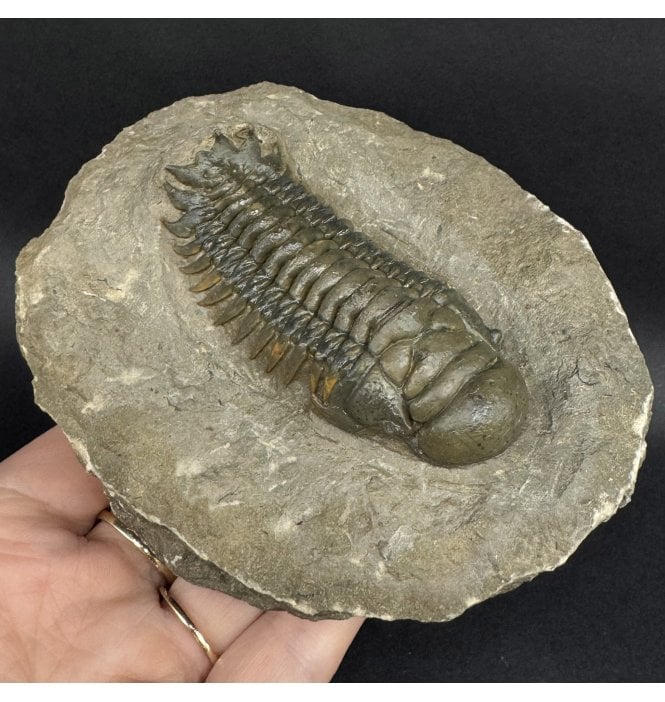 Middle Devonian Trilobite from Atchana, Morocco (SKU T1558):- Cheirurus (Crotalocephalina) gibbus