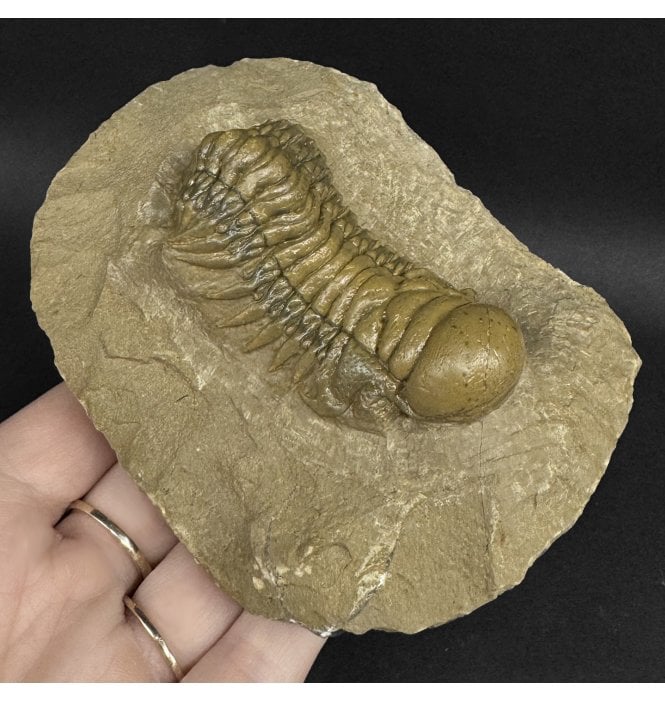 Middle Devonian Trilobite from Atchana, Morocco (SKU T1559):- Cheirurus (Crotalocephalina) gibbus