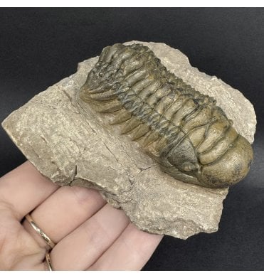 Middle Devonian Trilobite from Atchana, Morocco (SKU T1560):- Cheirurus (Crotalocephalina) gibbus