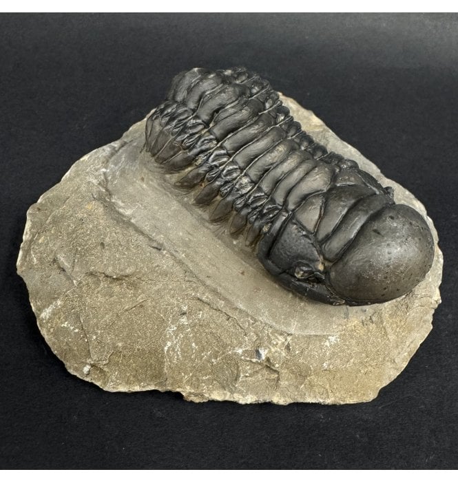 Middle Devonian Trilobite from Atchana, Morocco (SKU T1561):- Cheirurus (Crotalocephalina) gibbus