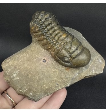 Middle Devonian Trilobite from Atchana, Morocco (SKU T1562):- Cheirurus (Crotalocephalina) gibbus