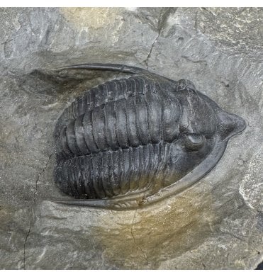 Middle Devonian Trilobite from Morocco (SKU T1473):- Diademaproteus antatlasiusi