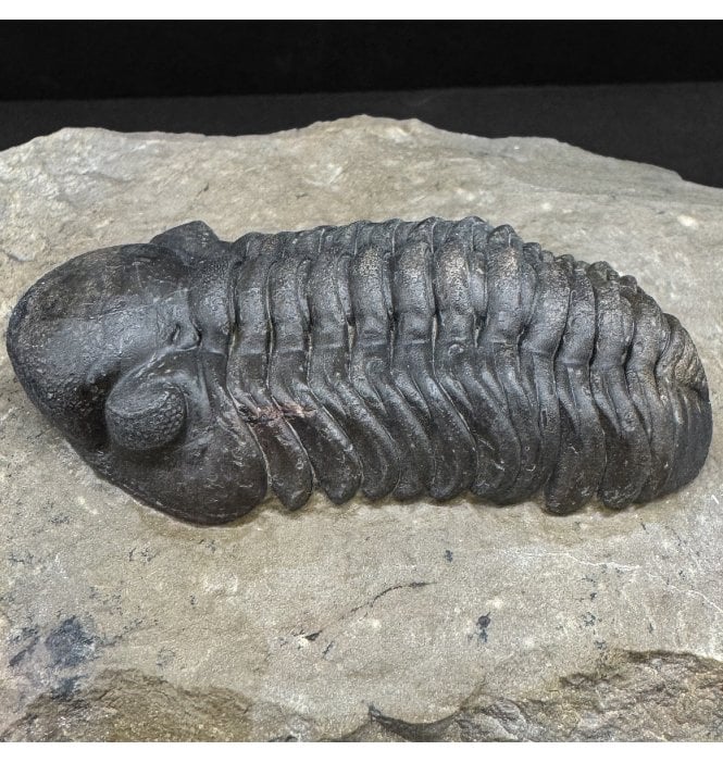 Middle Devonian Trilobite from Morocco (SKU T1474):- Reedops cephalotes