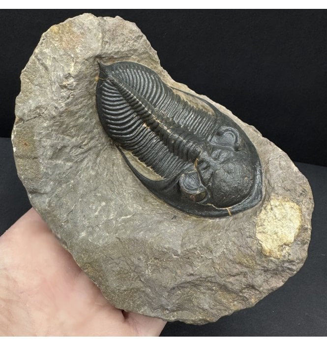 Middle Devonian Trilobite from Morocco (SKU T1492):- Zilchovaspis (Odontochile) rugosa