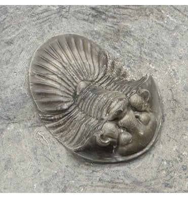 Middle Devonian Trilobite from Morocco (SKU T1534):- Scarbriscutellum furciferum