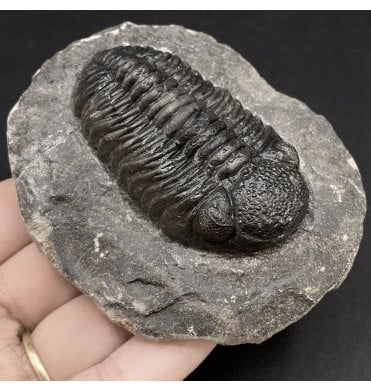 Middle Devonian Trilobite from Mrakib, Morocco (SKU T1132):- Hypsipariops cf. vagabundus