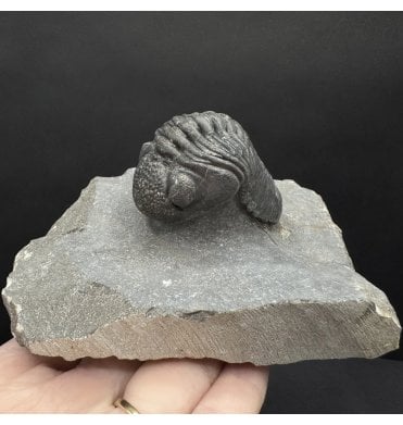 Middle Devonian Trilobite from Mrakib, Morocco (SKU T1494):- Hypsipariops cf. vagabundus