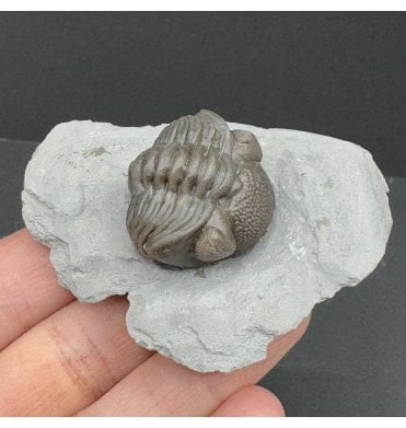 Middle Devonian Trilobite from New York State, USA (SKU T1340):- Eldredgeops (Phacops) ranacrassituberculata
