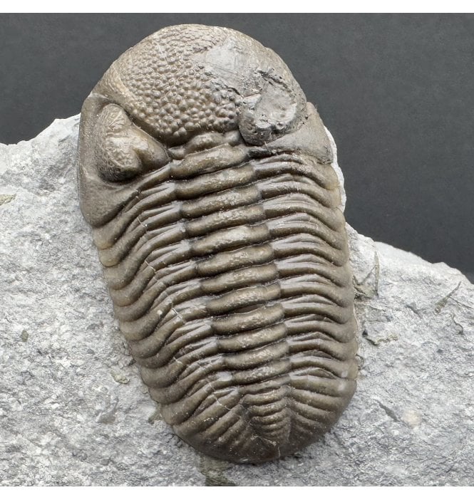 Middle Devonian Trilobite from New York State, USA (SKU T1341):- Eldredgeops (Phacops) ranacrassituberculata