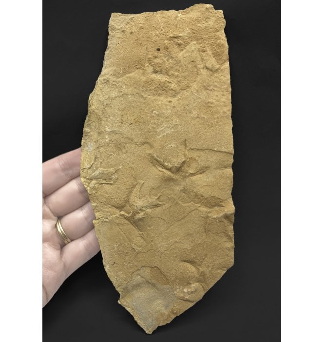 Middle Eocene Fossil Bird Footprints from Utah, USA (SKU V5302):- Presbyornis sp.