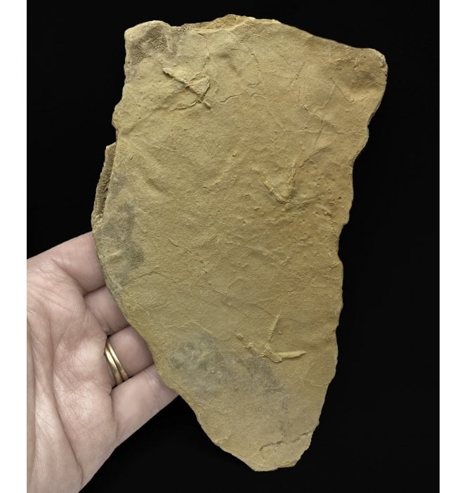 Middle Eocene Fossil Bird Footprints from Utah, USA (SKU V5303):- Presbyornis sp.