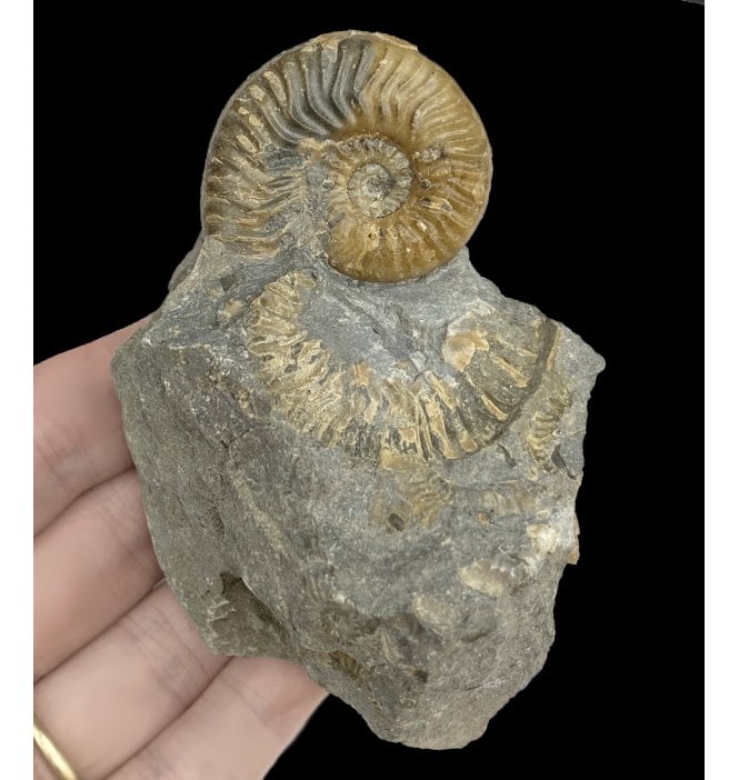 Middle Jurassic Ammonite Cluster from Isle of Skye, Scotland (SKU A2946):- Ludwigia obtusiformis
