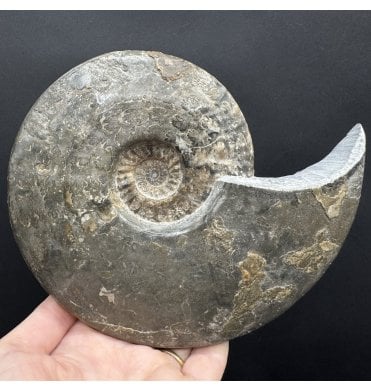 Middle Jurassic Ammonite from Isle of Skye, Scotland (SKU A4654):- Brasilia bradfordensis