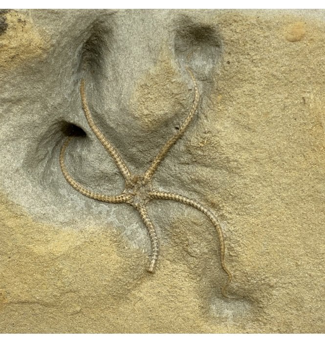 Middle Lias, Lower Jurassic, Starfish (Brittlestar) from Lyme Regis, Dorset, England (SKU OF2657):- Palaeocoma egertoni