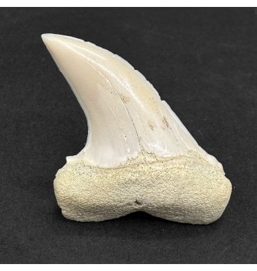 Middle Miocene Fossil Shark Tooth from Shark Tooth Hill, Bakersfield, California, USA (SKU V9170):- Cosmopolitodus hastalis