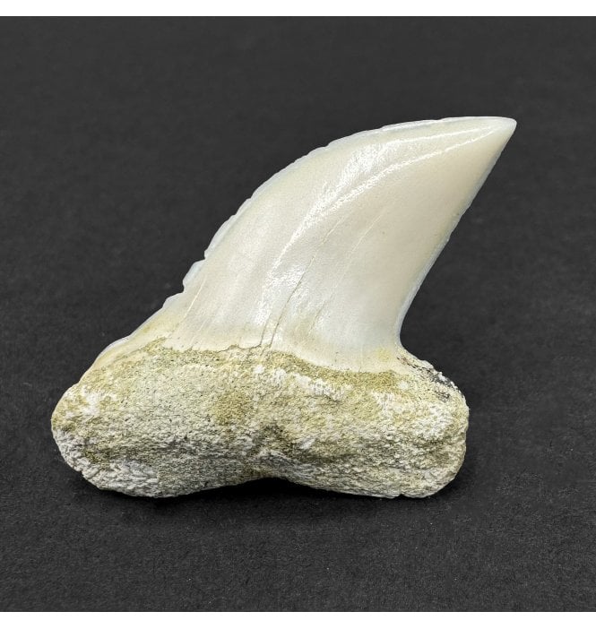 Middle Miocene Fossil Shark Tooth from Shark Tooth Hill, Bakersfield, California, USA (SKU V9192):- Cosmopolitodus hastalis