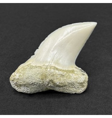 Middle Miocene Fossil Shark Tooth from Shark Tooth Hill, Bakersfield, California, USA (SKU V9192):- Cosmopolitodus hastalis