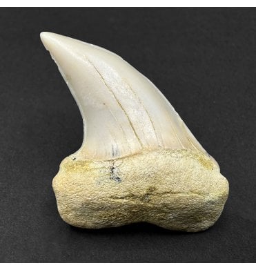 Middle Miocene Fossil Shark Tooth from Shark Tooth Hill, Bakersfield, California, USA (SKU V9220):- Cosmopolitodus hastalis