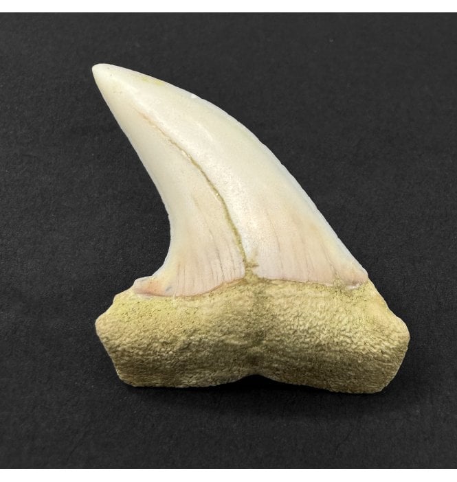 Middle Miocene Fossil Shark Tooth from Shark Tooth Hill, Bakersfield, California, USA (SKU V9319):- Cosmopolitodus hastalis