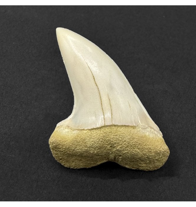 Middle Miocene Fossil Shark Tooth from Shark Tooth Hill, Bakersfield, California, USA (SKU V9320):- Cosmopolitodus hastalis