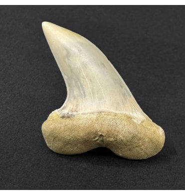 Middle Miocene Fossil Shark Tooth from Shark Tooth Hill, Bakersfield, California, USA (SKU V9321):- Cosmopolitodus hastalis