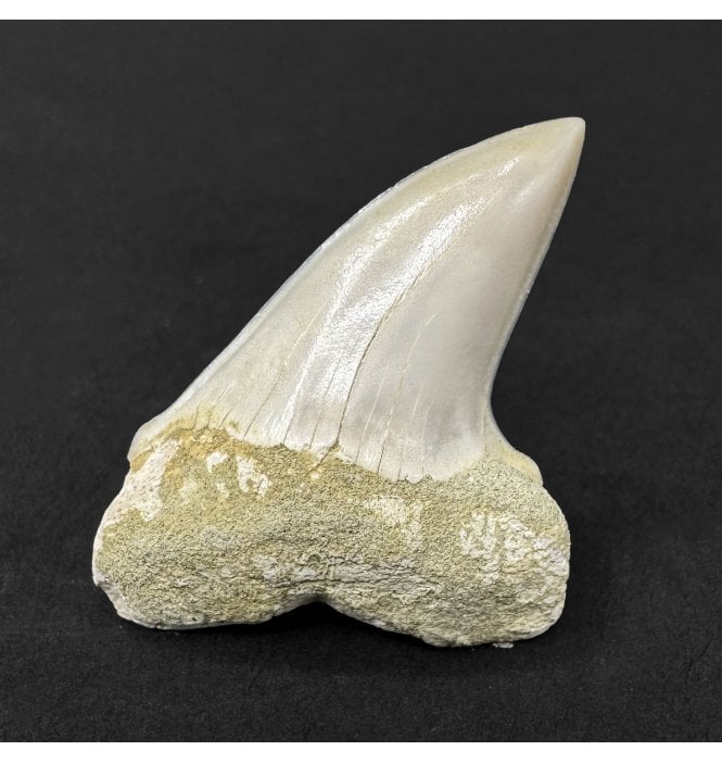 Middle Miocene Fossil Shark Tooth from Shark Tooth Hill, Bakersfield, California, USA (SKU V9322):- Cosmopolitodus hastalis