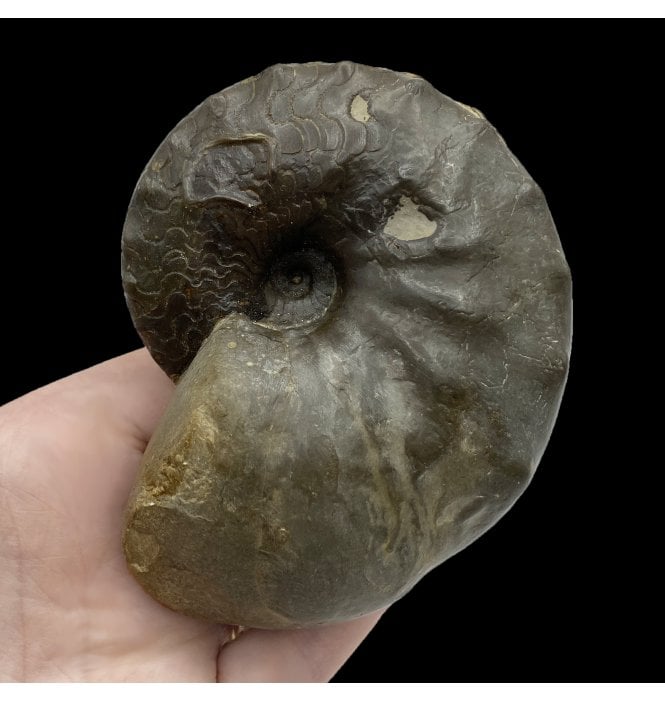 Middle Triassic Ceratites Ammonoid from Bavaria, Germany (SKU OF2691):- Ceratites nodosus