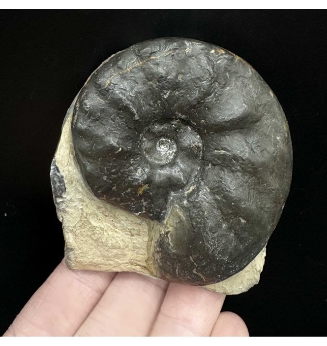 Middle Triassic Ceratites Ammonoid from Bavaria, Germany (SKU OF3537):- Ceratites compressus