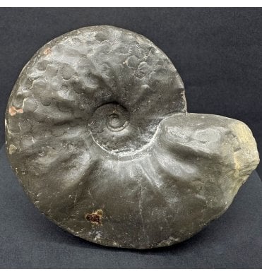 Middle Triassic Ceratites Ammonoid from Bavaria, Germany (SKU OF3698):- Ceratites compressus