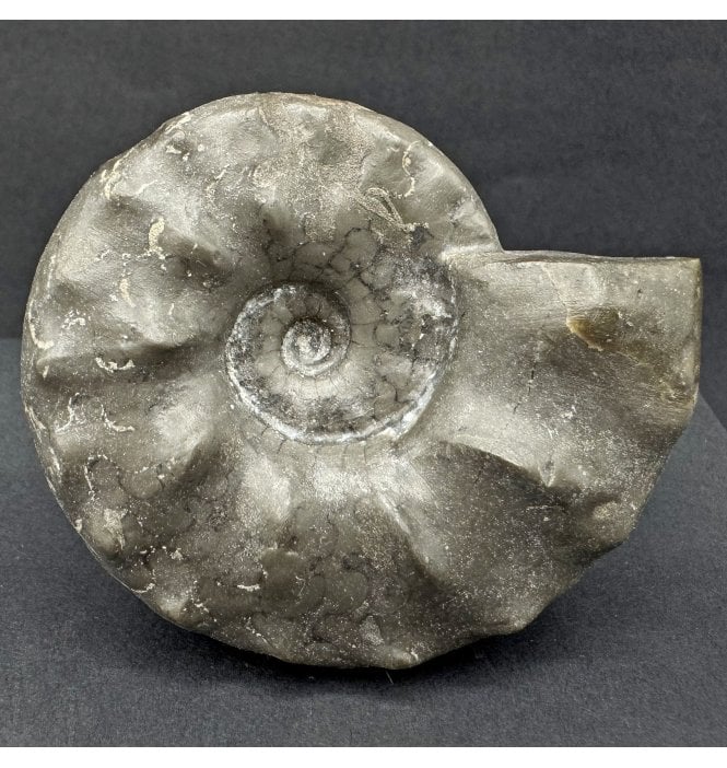 Middle Triassic Ceratites Ammonoid from Bavaria, Germany (SKU OF3699):- Ceratites compressus
