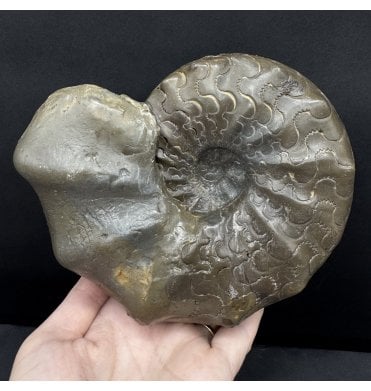 Middle Triassic Ceratites Ammonoid from Bavaria, Germany (SKU OF4273):- Ceratites nodosus