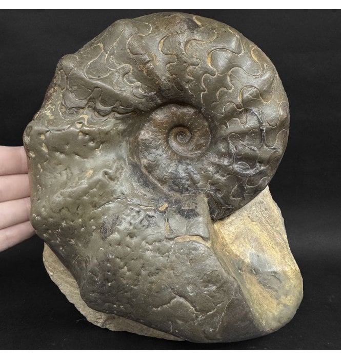 Middle Triassic Ceratites Ammonoid from Bavaria, Germany (SKU OF4378:- Ceratites nodosus
