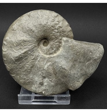Middle Triassic Ceratites Ammonoid from Bavaria, Germany (SKU OF4388):- Ceratites pranodosus