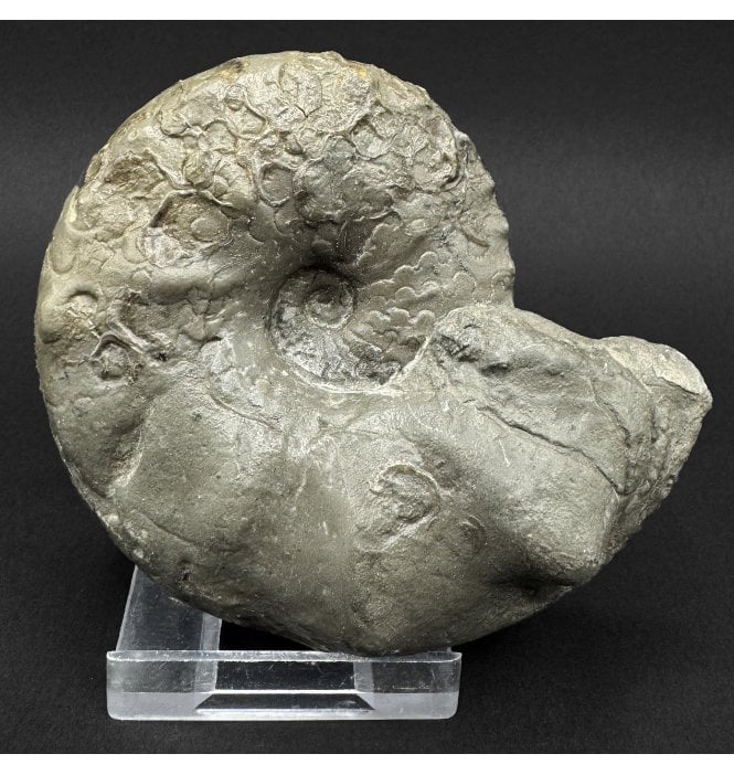 Middle Triassic Ceratites Ammonoid from Bavaria, Germany (SKU OF4390):- Ceratites pranodosus