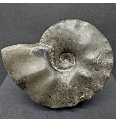 Middle Triassic Ceratites Ammonoid from Germany (SKU OF3697):- Ceratites posseckeri