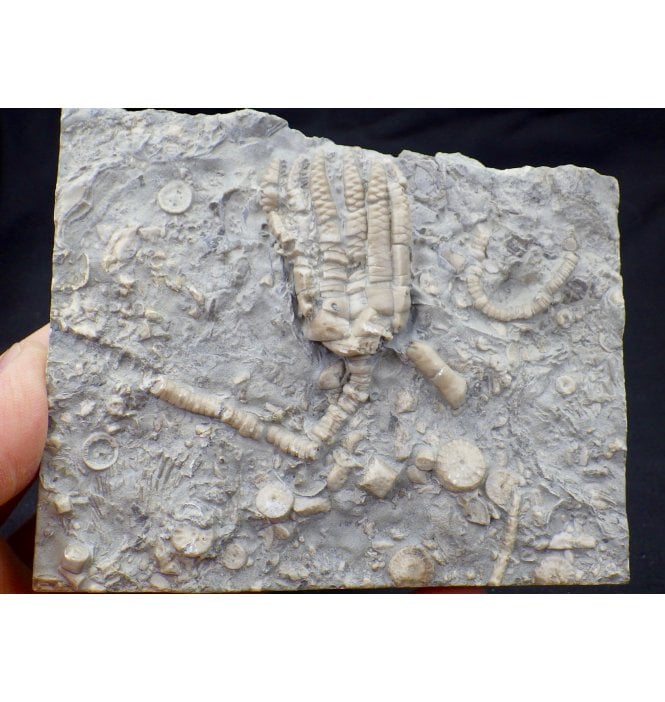 Middle Triassic Crinoid from Germany (SKU OF0881):- Encrinus lilliformis