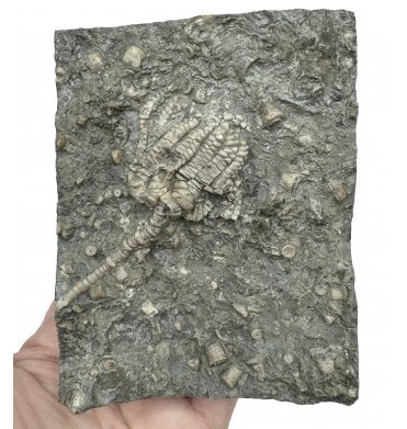 Middle Triassic Crinoid from Germany (SKU OF2837):- Encrinus lilliformis