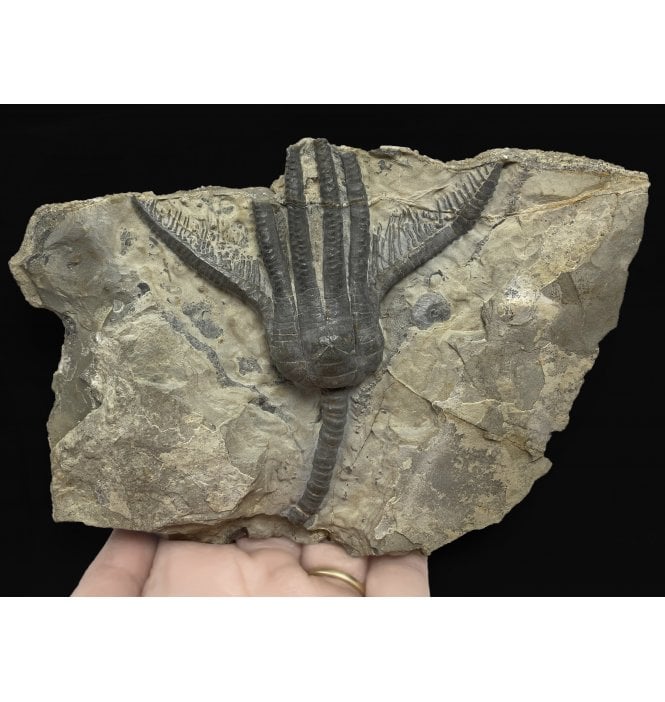 Middle Triassic Crinoid from the Muschelkalk, Germany (SKU OF2086):- Encrinus lilliformis