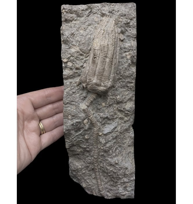 Middle Triassic Crinoid from the Muschelkalk, Germany (SKU OF2315):- Encrinus lilliformis