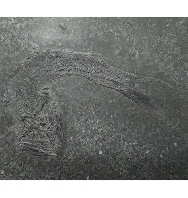 Middle Triassic Fossil Fish from China (SKU V9274):- Robustichthys luopingensis
