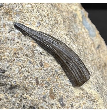Middle Triassic Sauropterygian Reptile Tooth from Germany (SKU V8632):- Nothosaurus sp. indet.