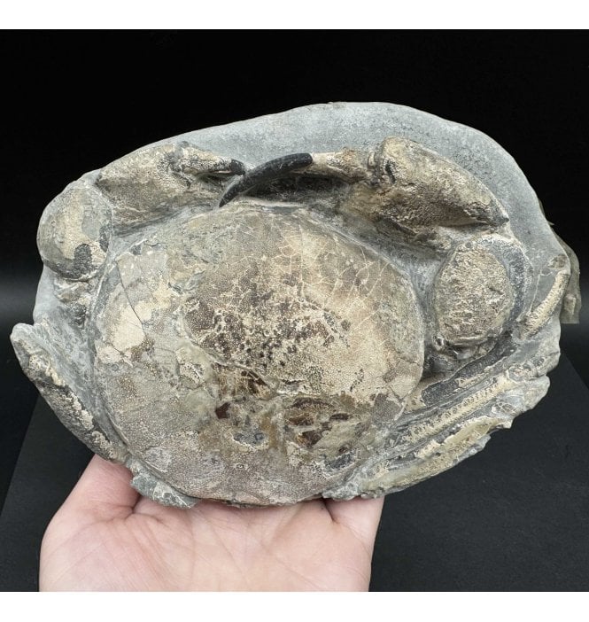 Miocene Fossil Crab from New Zealand (SKU OF3122):- Tumidocarcinus gigateus