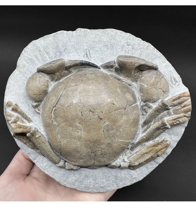 Miocene Fossil Crab from New Zealand (SKU OF4233):- Tumidocarcinus gigateus