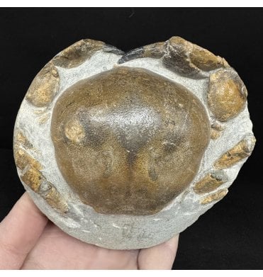 Miocene Fossil Crab from New Zealand (SKU OF4350):- Tumidocarcinus gigateus