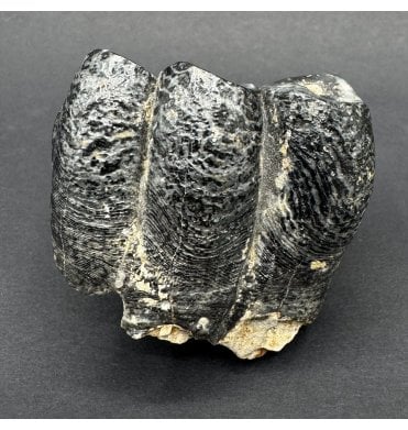 Miocene Fossil Manatee Tooth from Shark Tooth Hill, Bakersfield, California, USA (SKU V8340):- Desmostylus herperus