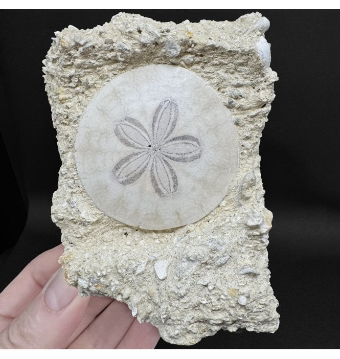Miocene Fossil Sand Dollar (Sea Urchin) from Bordeaux, France (SKU OF4360):- Parascutella faujasi