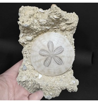 Miocene Fossil Sand Dollar (Sea Urchin) from Bordeaux, France (SKU OF4363):- Parascutella faujasi